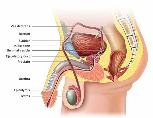 Prostate massage