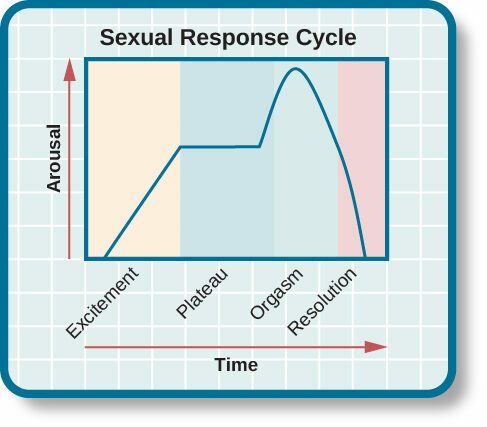 sexual response cycle