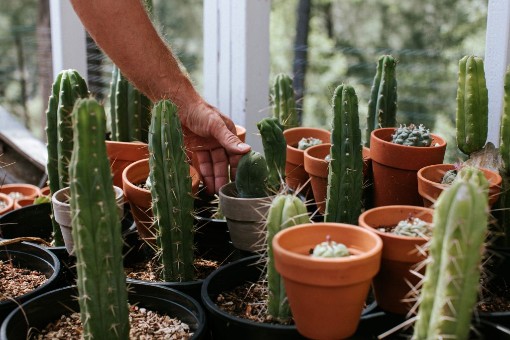 Daniel caring for his cacti.