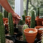 Daniel caring for his cacti.